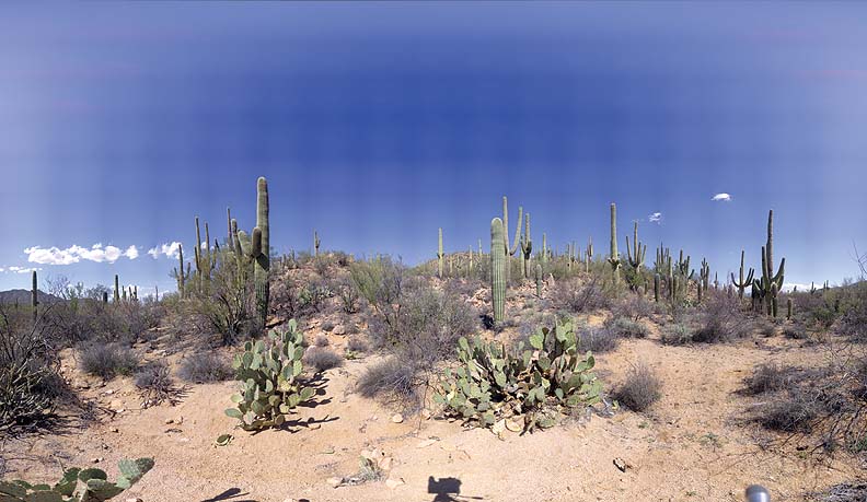 Kinney Road, Saguaro National Park, Arizona, March 12, 2009